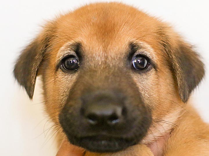 chinook puppy